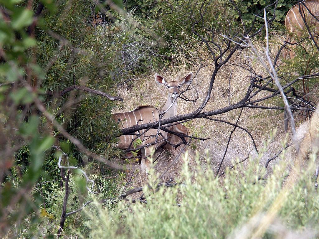 090516_Pilanesberg 097.jpg